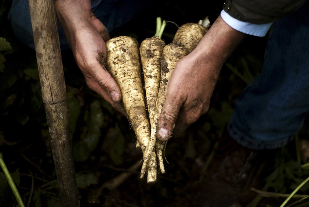 Parsnips